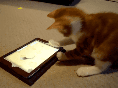 Kot z tabletem