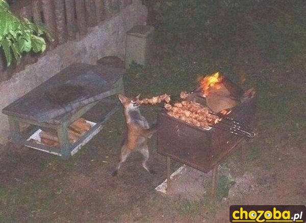 Lis na grilu