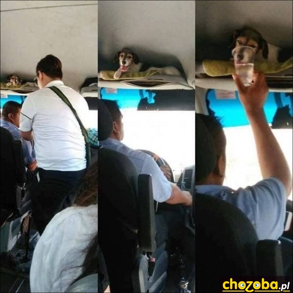 Z psem w autobusie