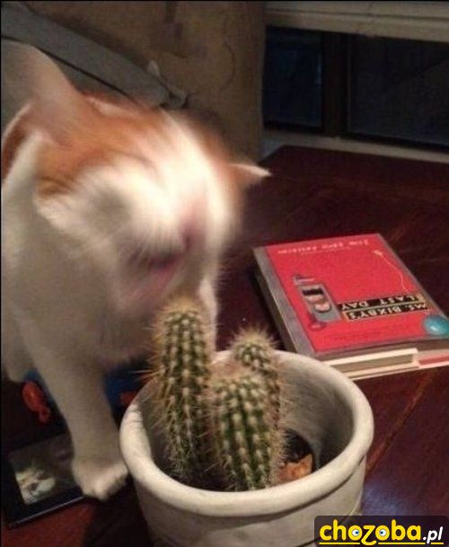 Miaaaaał!