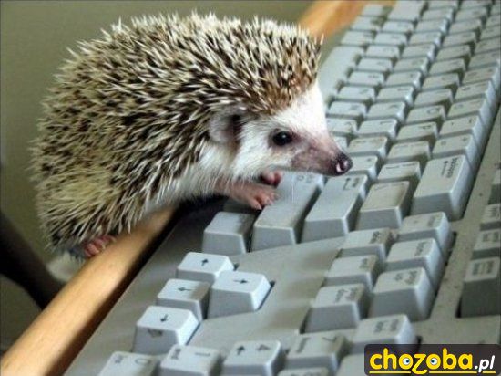 Jeż informatyk