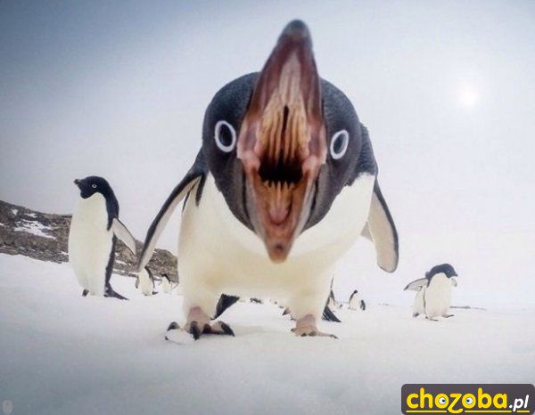 Aaaaaaa!!!