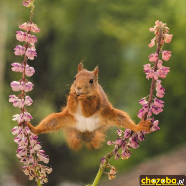 Jean-Claude Van Damme