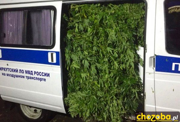 Dostawa trawy od policji