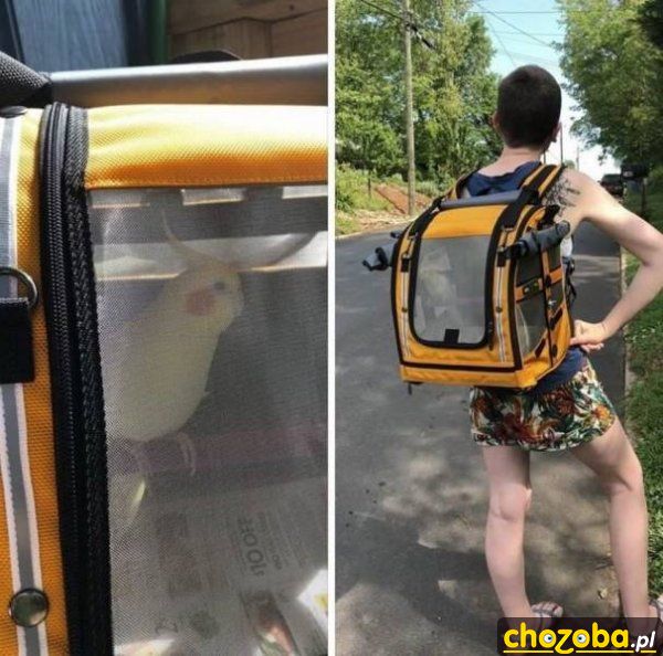 Na spacerze z papużką