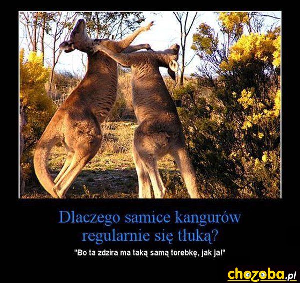 Kangury