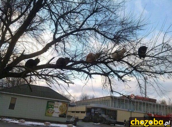 Ptaszki na drzewie