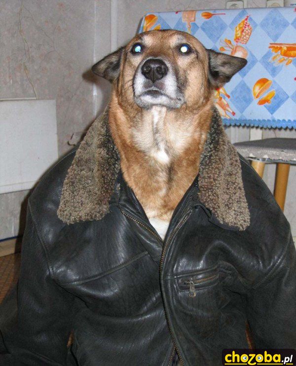 Gangster