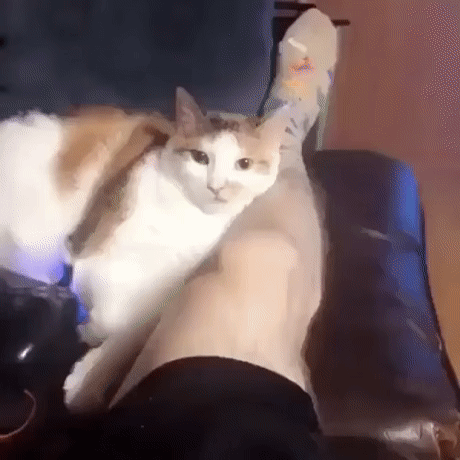Koty takie są