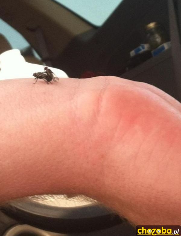 Muchy się bzykają