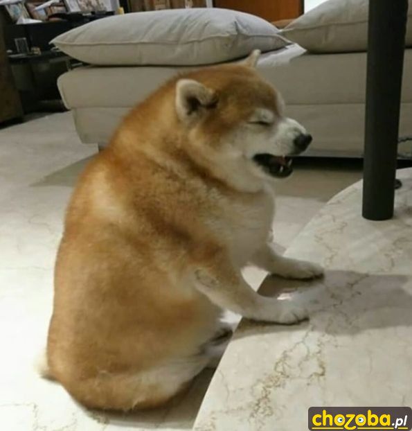 Gruby pieseł