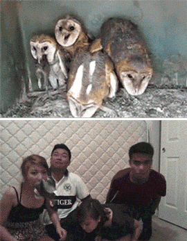 Dziwny gif