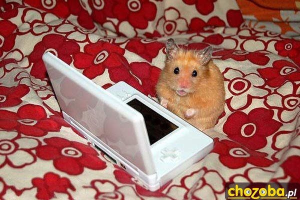 Chomik przy laptopie