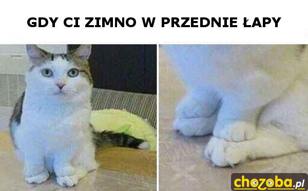 Gdy ci zimno w przednie łapy