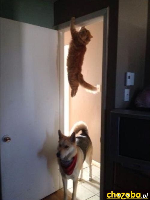 James Cat