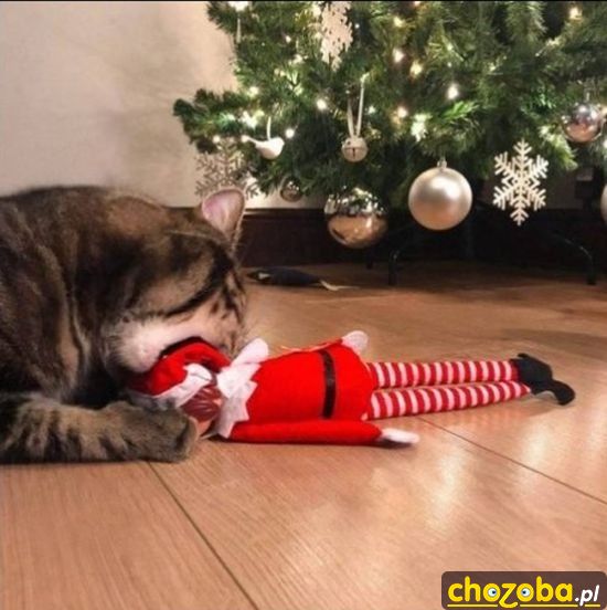 Mam cię skrzacie!
