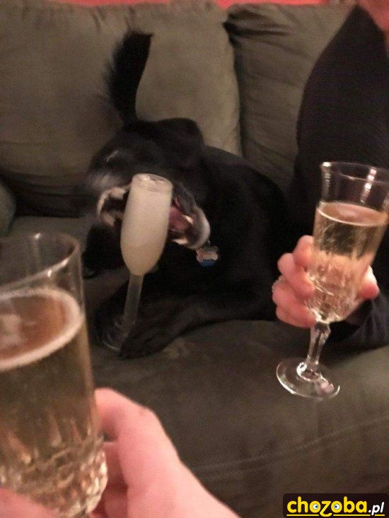 Pies na drinku