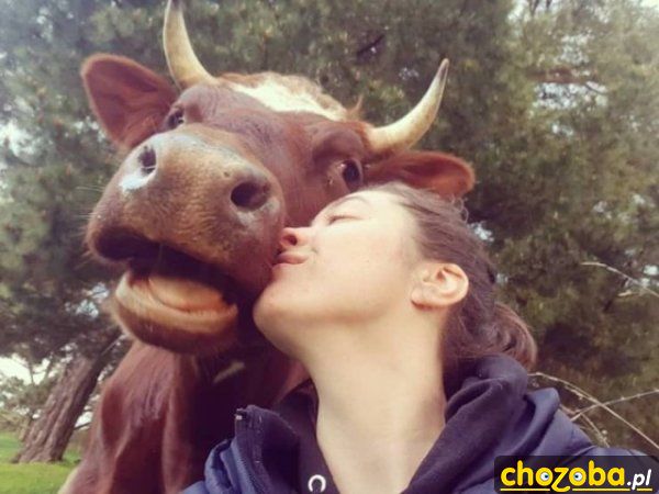 Z krówką