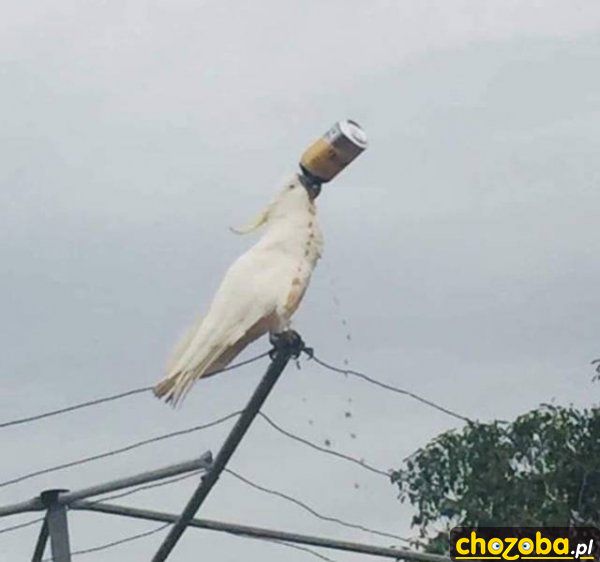 Papuga na piwie