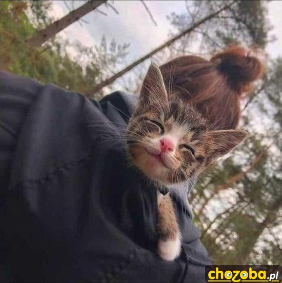 Kitek