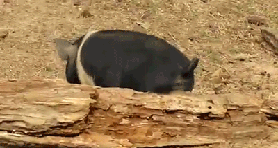 Swędzi dupa