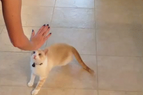 https://img.chozoba.pl/19/02/1551169314487300.gif