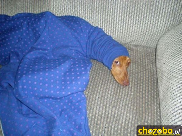 Nowy gatunek węża