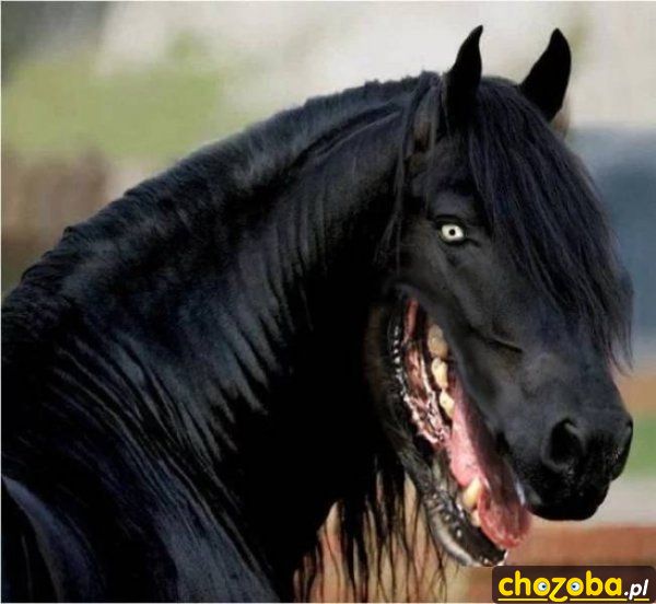 Konik