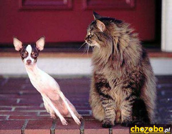 Chudy i gruby