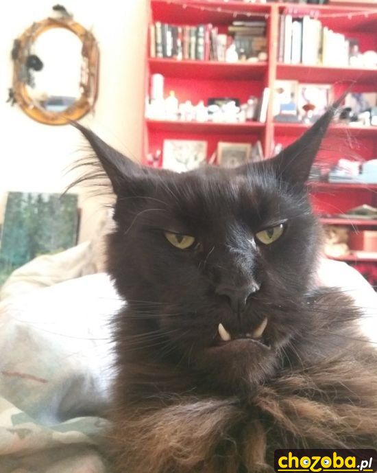Wampir