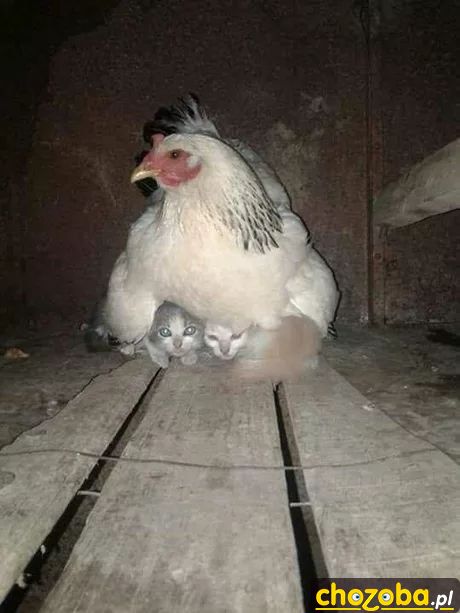 Kura wysiaduje koty