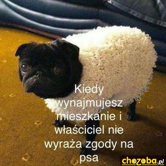 Pies w mieszkaniu