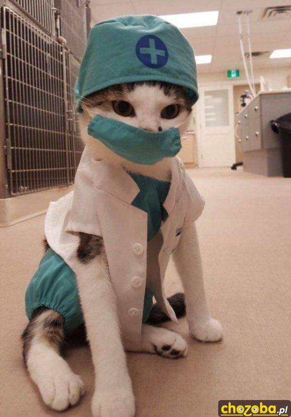 Kot doktor