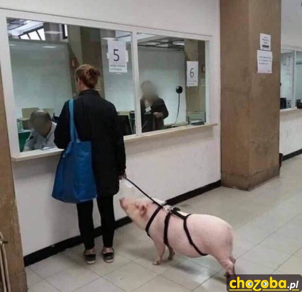 Ze świnką na smyczy