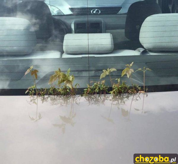 Auto uprawa