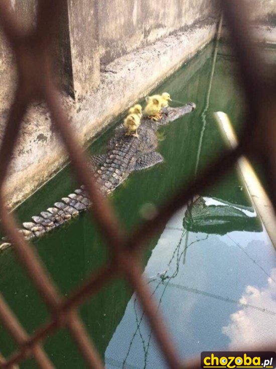 Kaczki na krokodylu