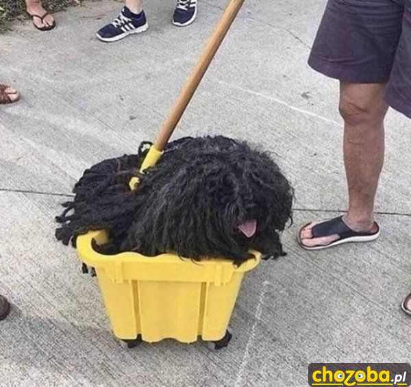 Psi mop