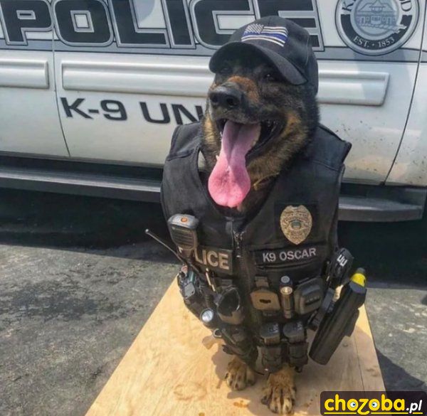 Pies policjant