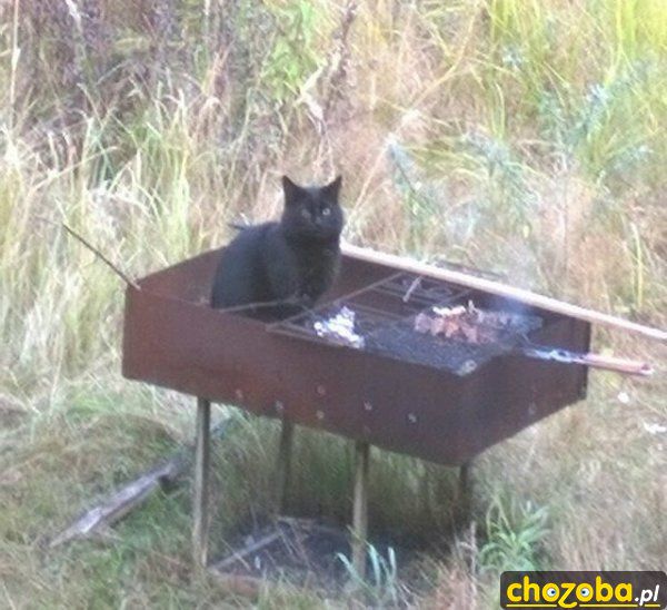 Kot na grilu