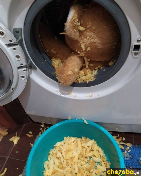 Miś nie wytrzymał
