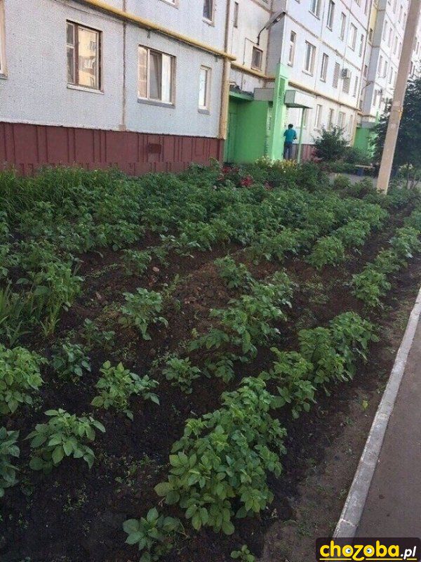 Ogródek przy bloku