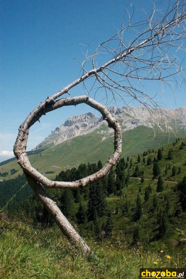 Zakręcone drzewo