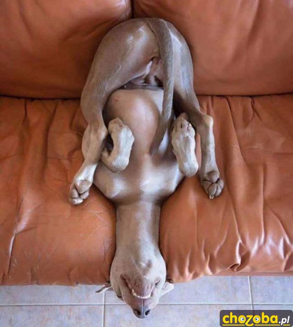 Joga