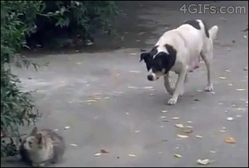 Pies i kot
