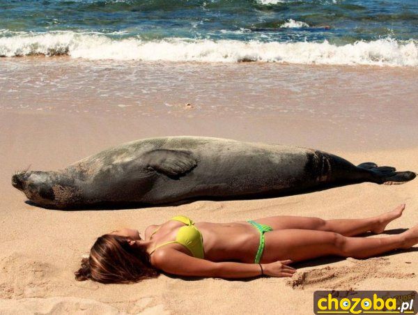 Foczki
