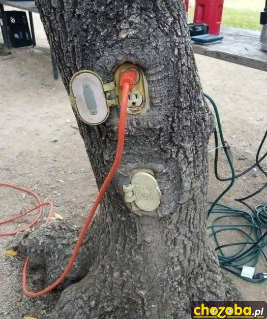 Elektryczne drzewo