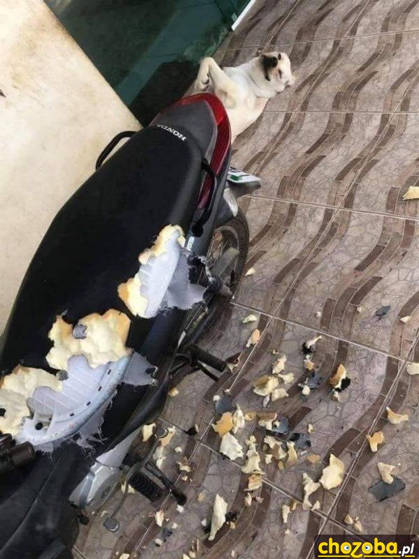 Zeżarłem ci motor