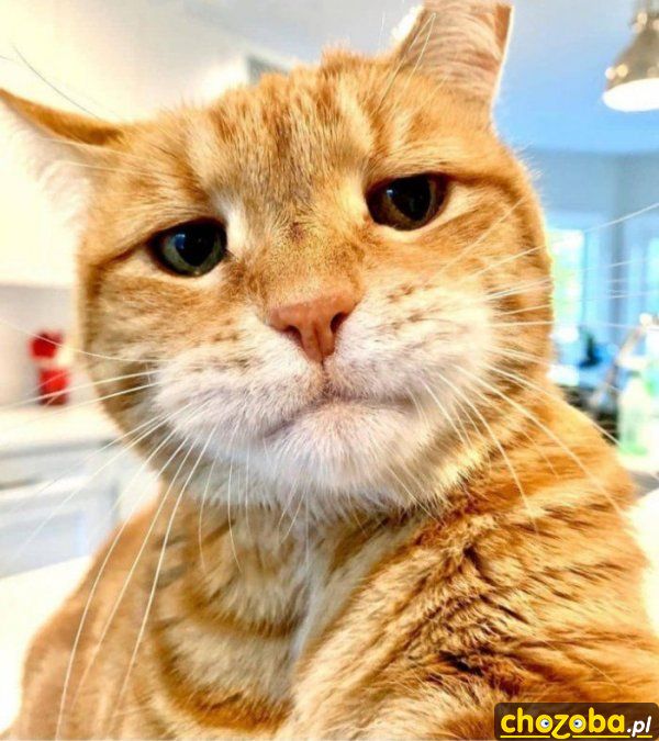 Selfie kota