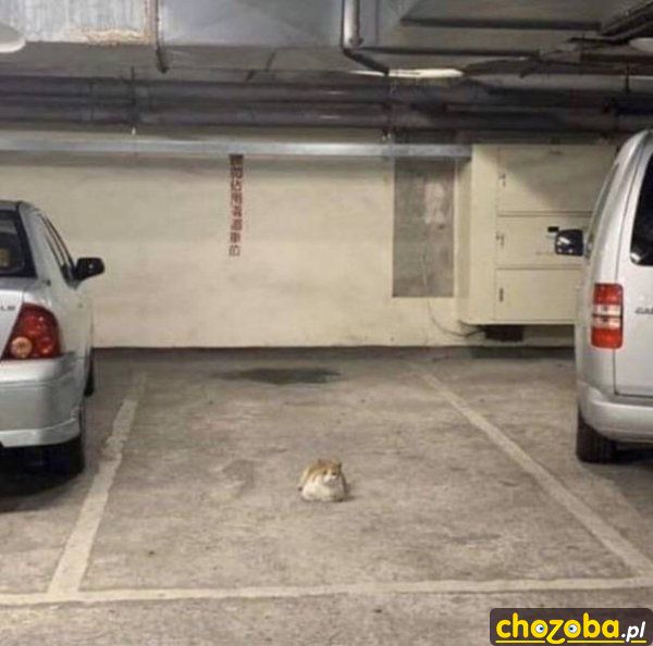 Ja tu parkuję