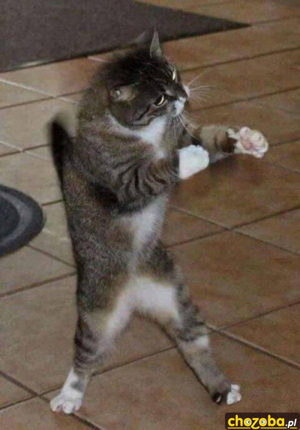 Gotowy do walki
